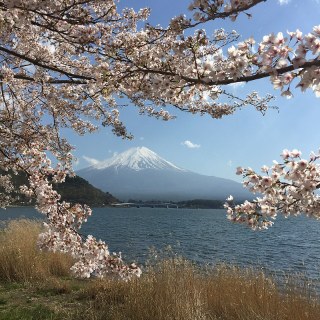 Cherry blossoms beside Lake Kawaguchi