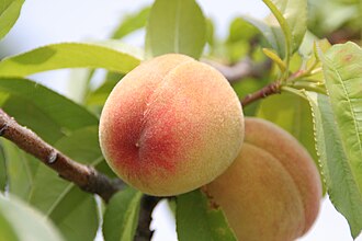 Yamanashi peaches