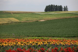 The fields around Biei