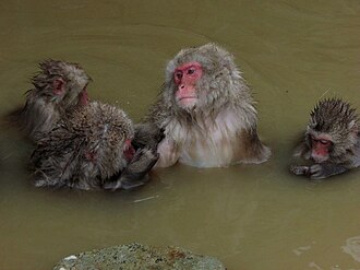 Snow monkeys at Jigokudani Monkey Park