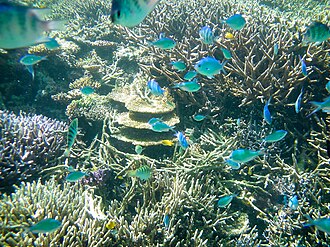 Underwater scenery in Okinawa