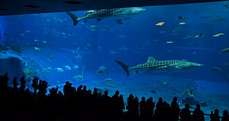 The Kuroshio Sea tank at Okinawa Churaumi Aquarium